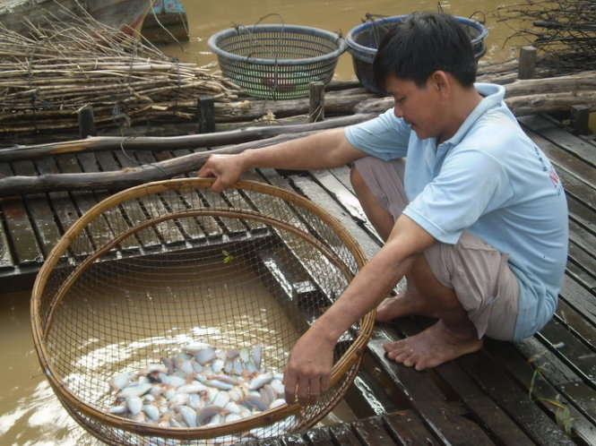 Bè nuôi cá heo ở An Giang - Ảnh: Hoài Vũ